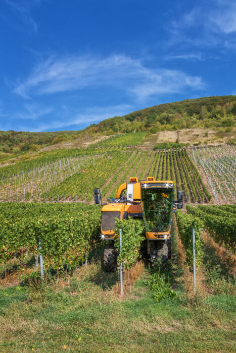 machine à vendanger, dans les rangs de vignes