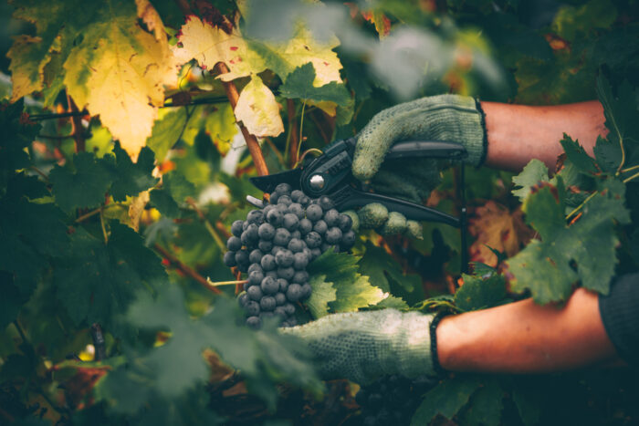 grappe de raisin couper à la main, à l'aide d'un sécateur, dans les vignes